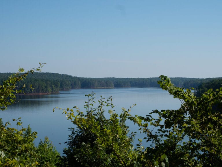 lake front view with bushes in the foreground